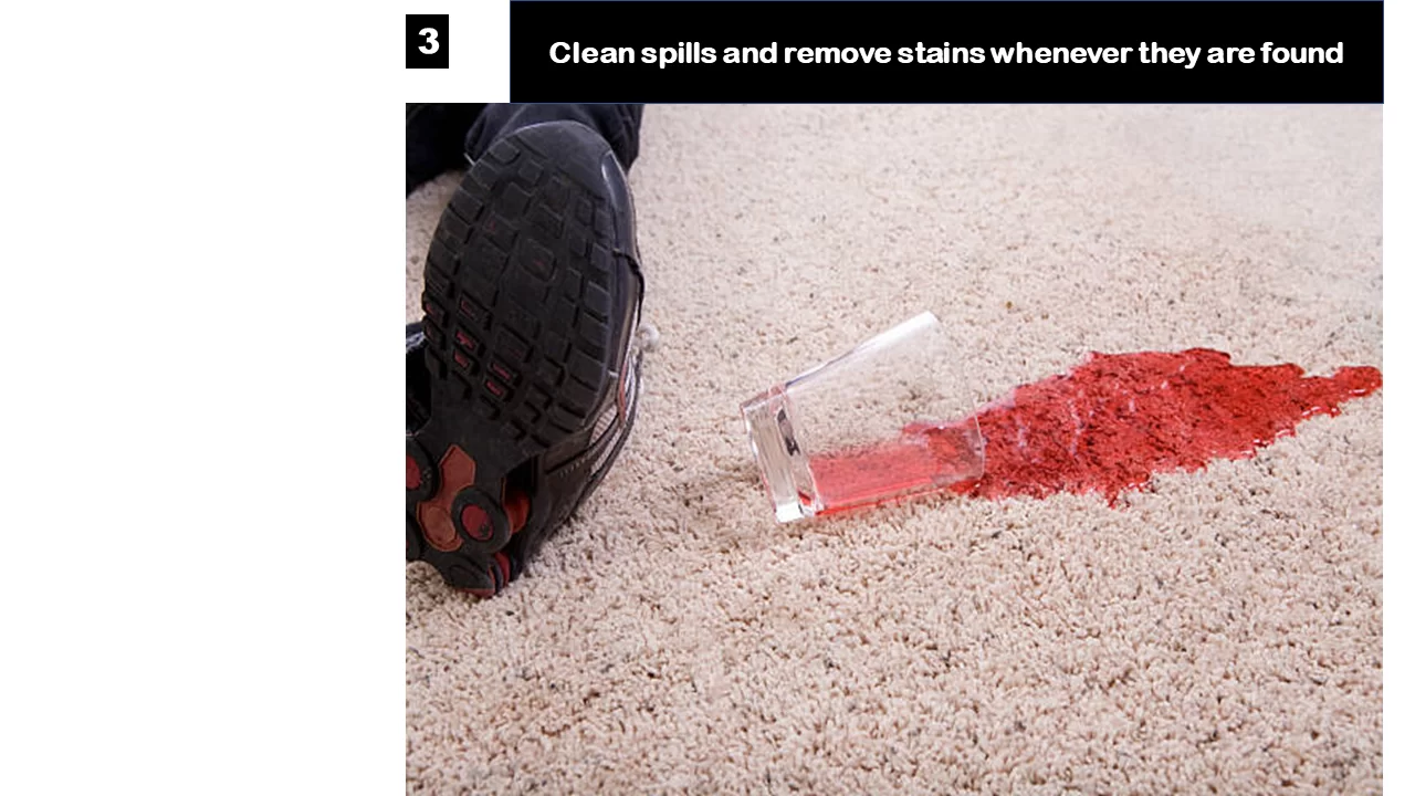 clean carpet in florida